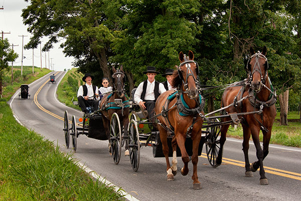 amish-two-horse-team