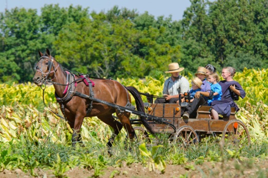 amish-buggy-in-field